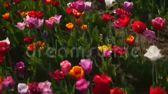 一个花园里多种颜色的郁金香在风中飘扬视频的预览图