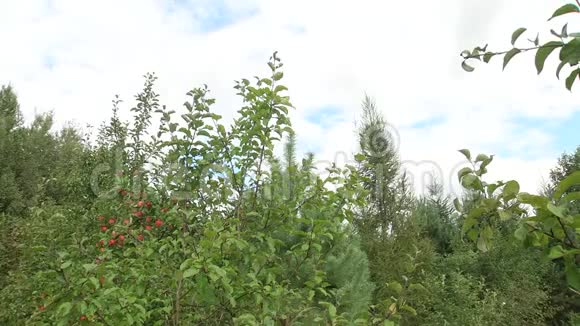 青苹果挂在树枝上苹果园的树枝上挂着一个鲜嫩可口的苹果视频的预览图