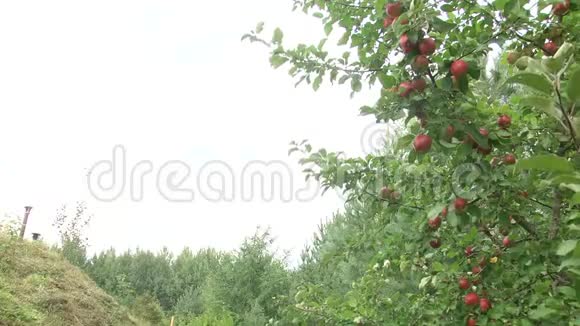 苹果园树枝上挂着闪亮可口的苹果视频的预览图