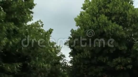 绿树枝地下通道旅行相机天空夏日视频的预览图
