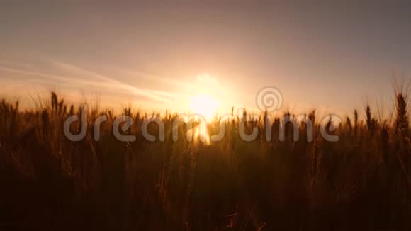 金色的小麦在眩光和夕阳的光芒中视频的预览图