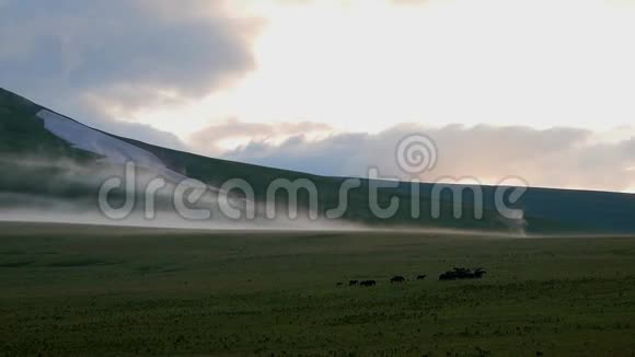 傍晚高山草甸景观在田里放牧的马视频的预览图