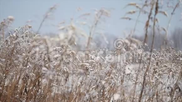 阳光下雪中的干草视频的预览图