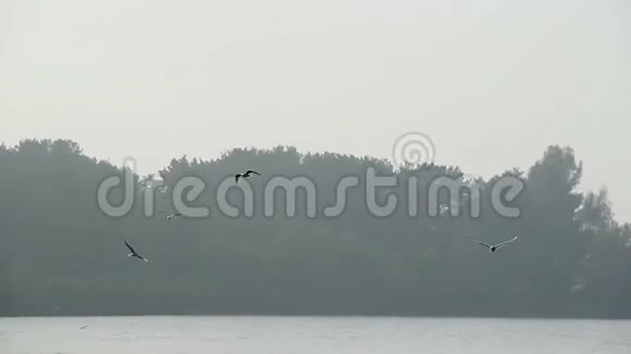 海鸥在水面上飞翔美丽的雾晨黎明视频的预览图