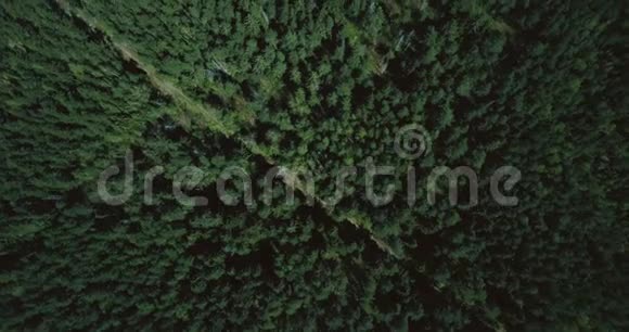 在郁郁葱葱的绿色森林之上无人机向前飞空中4K顶景垂直拍摄的常青树和孤独的小径视频的预览图