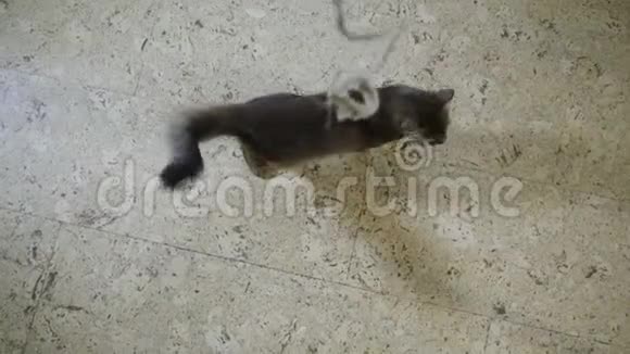 索马里小猫跳上镜头视频的预览图