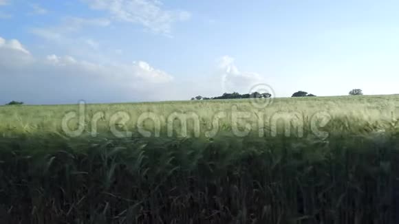 夏天的小大麦视频的预览图
