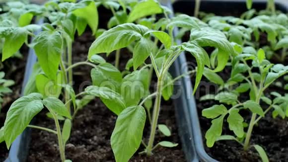 温室里的绿色番茄种子可以种植了视频的预览图