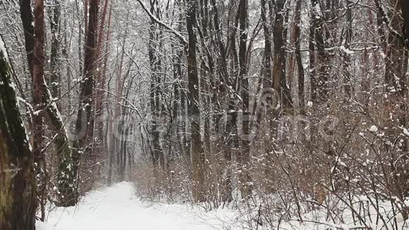 冬季公园的小径雪正从森林树上飘落下来视频的预览图