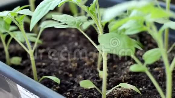 温室里的绿色番茄种子可以种植了视频的预览图
