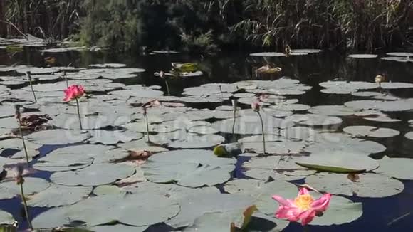 庭园粉荷上静湖视频的预览图
