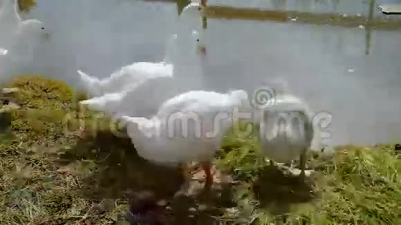 池塘里的鹅蒂姆消失了视频的预览图