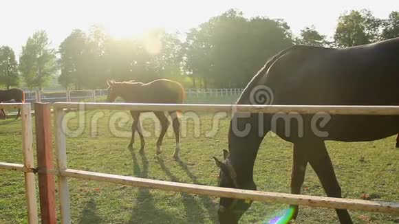 漂亮的小马和成群的马在阳光明媚的生态牧场上种草视频的预览图