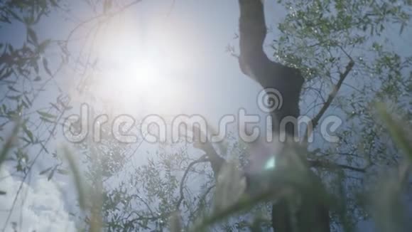 在橄榄树下看太阳视频的预览图