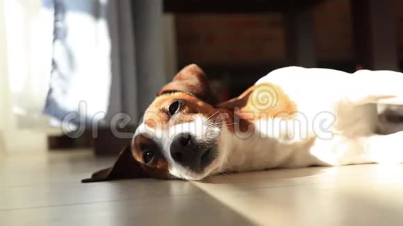 睡在地板上的幼犬杰克罗素视频的预览图