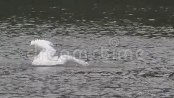 白天鹅摇着翅膀在城市湖泊里寻找食物和洗涤自己视频的预览图