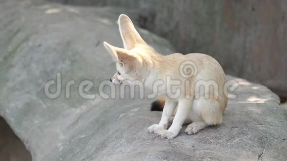 一只可爱的芬纳克狐狸坐在岩石上环顾四周表情警觉视频的预览图