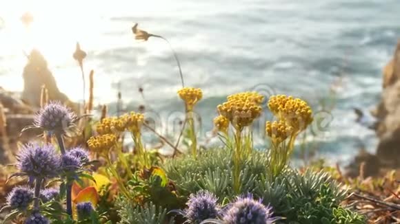 海水海浪植物视频的预览图