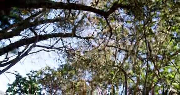 有树木和天空的热带森林视频的预览图