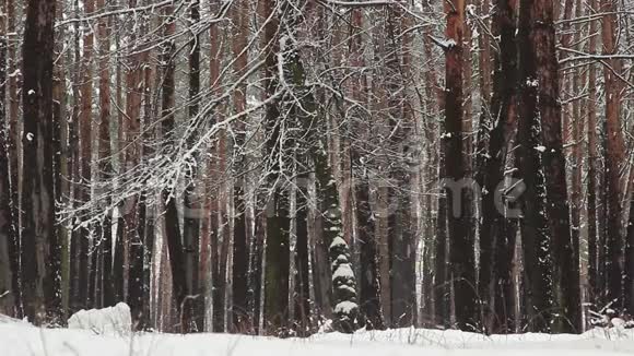 冬季森林从公园的树上落下的雪平静的自然景观视频的预览图