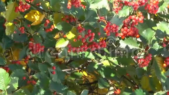 带红色罗旺浆果的树枝视频的预览图