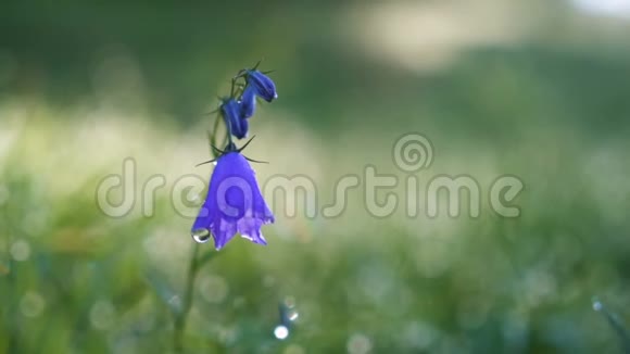 蓝铃花在清晨的露水中绽放在绿色的草地上闪耀着阳光慢动作视频的预览图