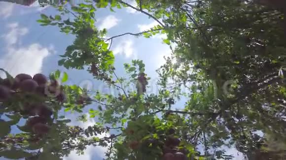 摄像机围绕果树的树枝旋转视频的预览图