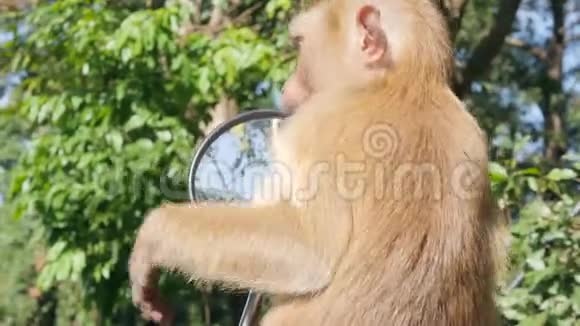 可爱的野猴宝宝在公园的停车场看摩托车镜普吉镇猴山泰国普吉岛4K视频的预览图