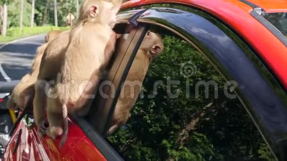 有趣的野猴子在公园的停车场上舔车窗普吉镇猴山泰国普吉岛4K视频的预览图