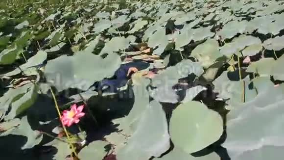庭园粉荷上静湖视频的预览图