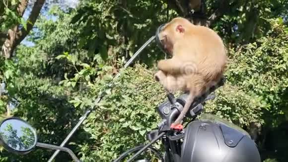 可爱的野生猴子宝宝坐在摩托车镜上停车场在公园普吉镇猴山泰国普吉岛4K视频的预览图
