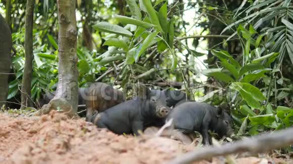可爱的野生野猪小猪打哈欠在泰国雨林丛林泰国4K视频的预览图