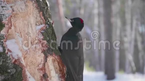 鸟是啄木鸟坐在树上喙敲木头冬季森林视频的预览图