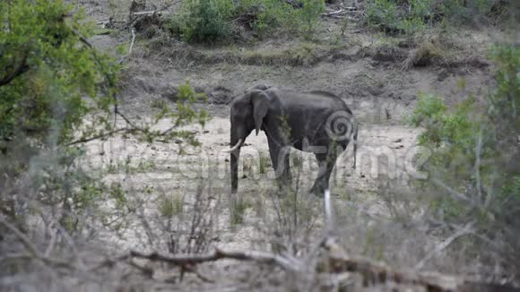 小象独自站在灌木丛中视频的预览图