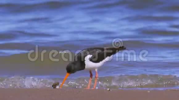 鸟欧亚大陆的观鸟海马在沙岸和浅水中行走视频的预览图