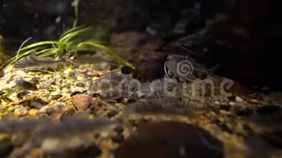 鲶鱼在水下视频的预览图