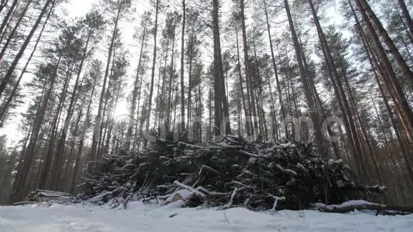 从一棵树干上剪下部分被雪覆盖的木头和树枝视频的预览图