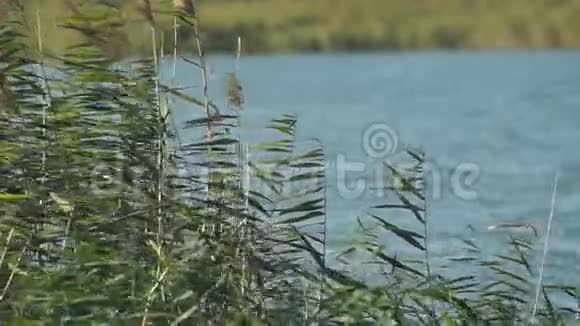 绿色芦苇在水中的自然背景视频的预览图