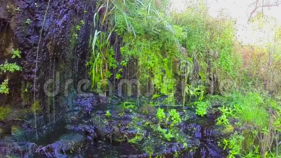 清新的春溪绿叶自然觉醒缓行视频的预览图