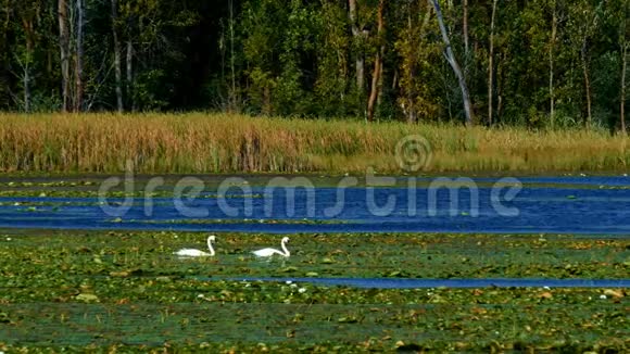 阳光明媚的一天在森林湖湿地游泳的天鹅在百合花丛中游泳视频的预览图