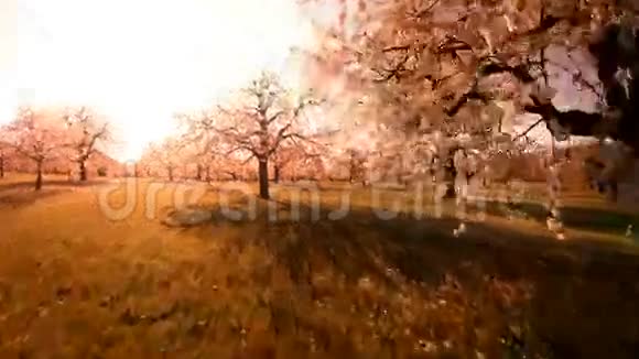 日落树木背景春花植物自然夏季鸟瞰视频的预览图
