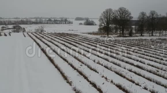 白雪皑皑的农业农场有弯曲的灌木丛线空中视频的预览图