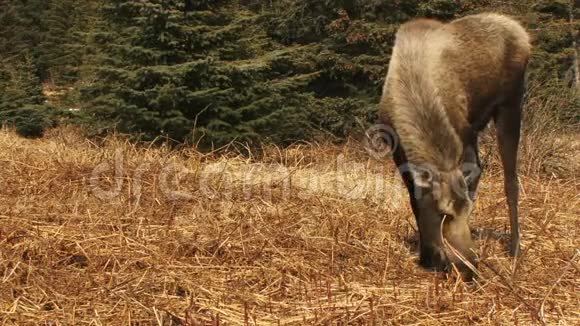 驼鹿在新鲜的火草上放牧视频的预览图