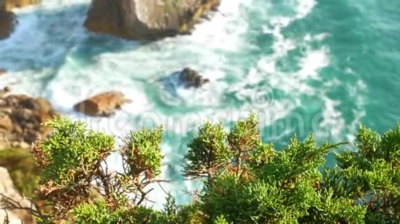 海水海浪植物视频的预览图
