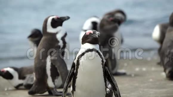 企鹅朝南石场海滩上的摄像机眨了眨眼睛视频的预览图