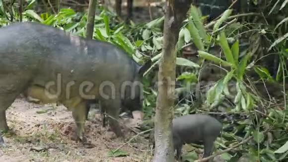 大野猪妈妈猪与可爱的小猪跑在泰国雨林丛林4K视频的预览图