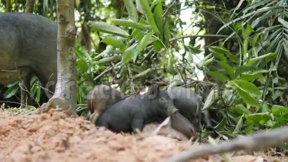 可爱的小睡野猪在泰国雨林丛林4K视频的预览图