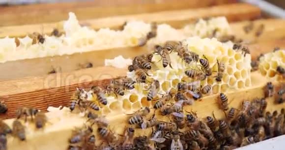 蜜蜂蜂巢的框架养蜂人收获蜂蜜养蜂人检查蜜蜂蜂巢视频的预览图