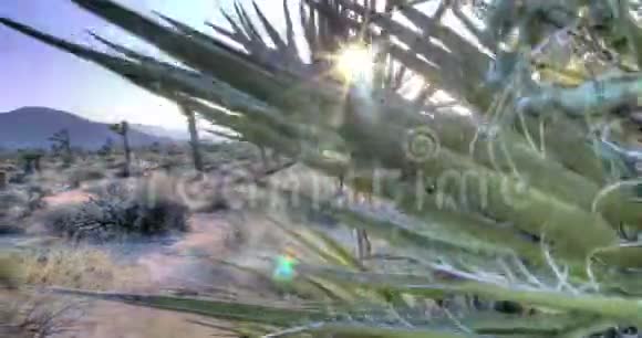 乔舒亚树国家公园日落景观视频的预览图