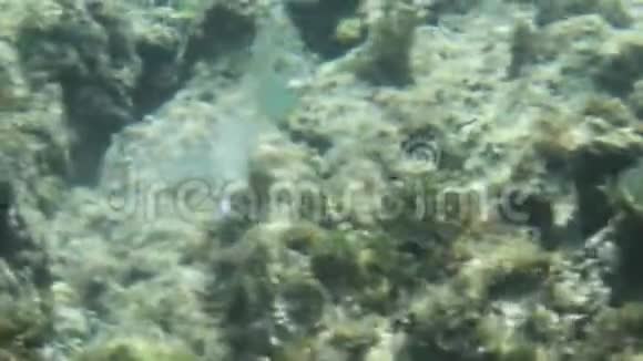 孤独的鱼在礁石上游来游去视频的预览图